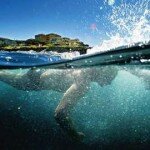 Pautas básicas para preparar un triatlón